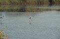 21.10.2012 Saline di Priolo (98)